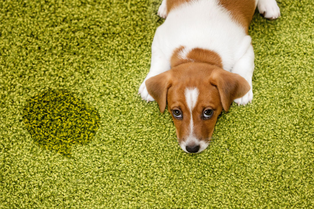 How to Clean and Eliminate Pet Urine Odor and Stains from Carpets, Carpet Pads, And Subfloor