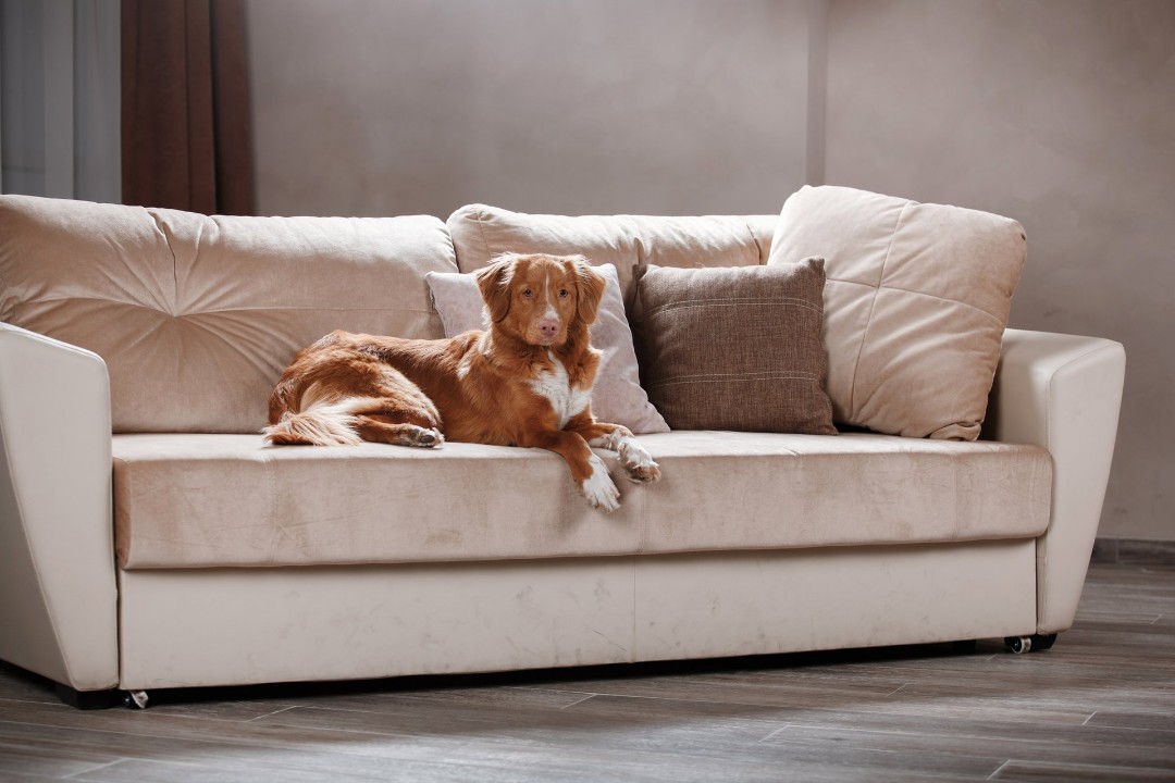 Dog on a suede sofa.