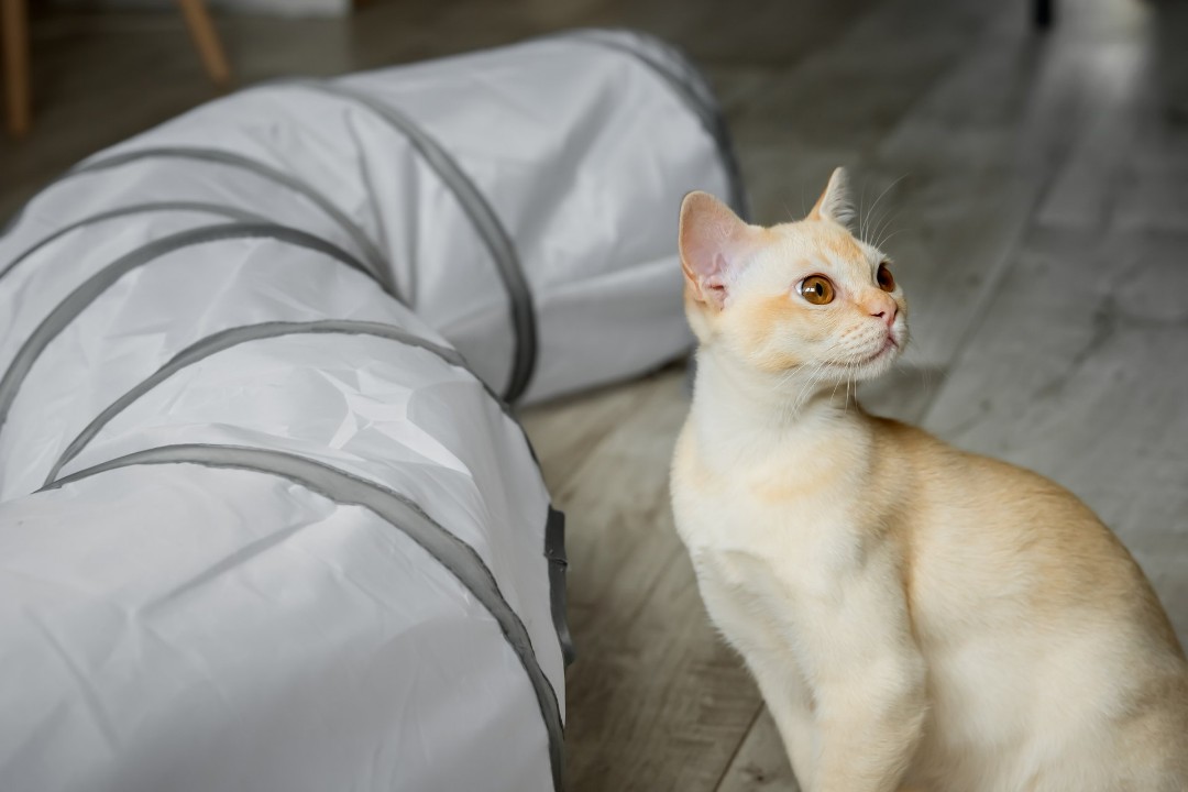 Pets can make more frequent air duct cleaning necessary.