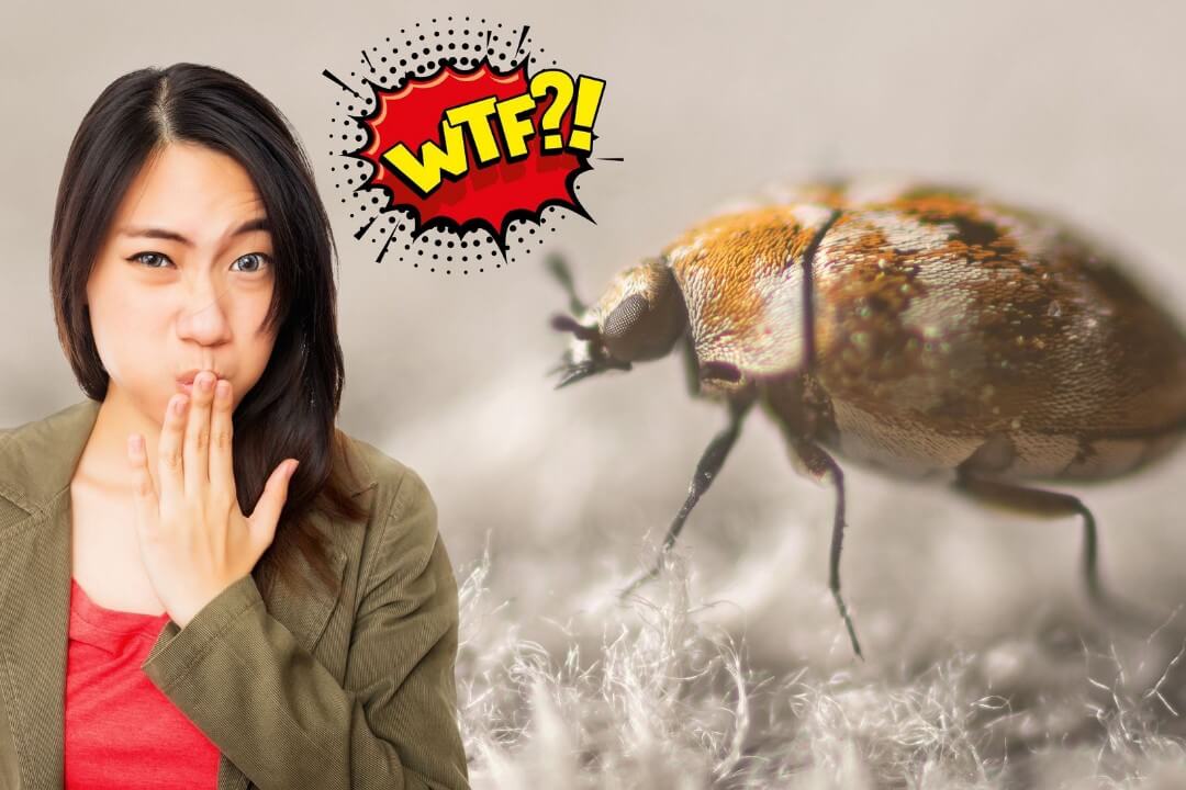 Common Bugs Found in Minnesota Carpets