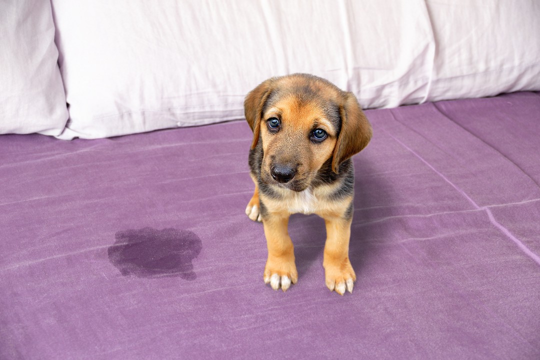 Pet Owners’ Guide: Keeping Your Home Clean and Odor-Free - Revive Home Services