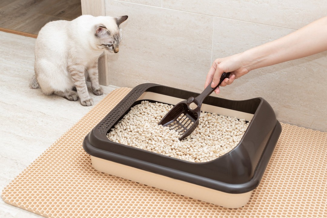 Clean, neat litter box station for pet cat.