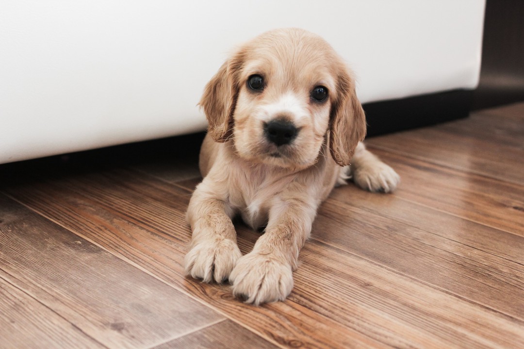 How Pets Impact Hardwood Floors and How to Protect Them - Revive Home Services
