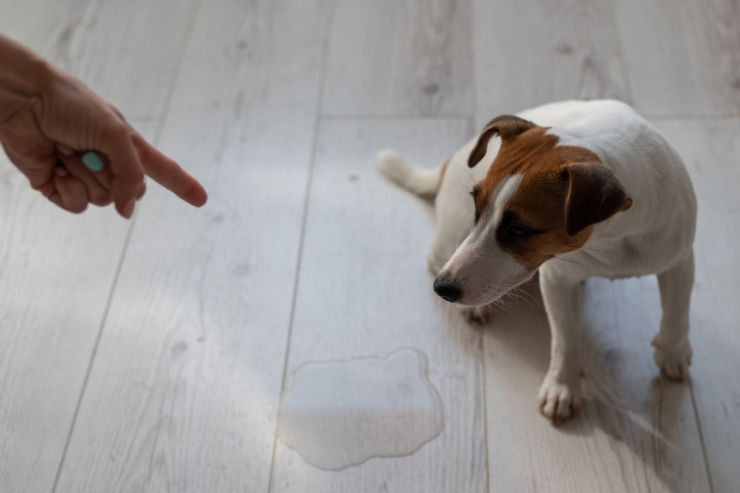 Dog near a puddle on hardwood floor at home