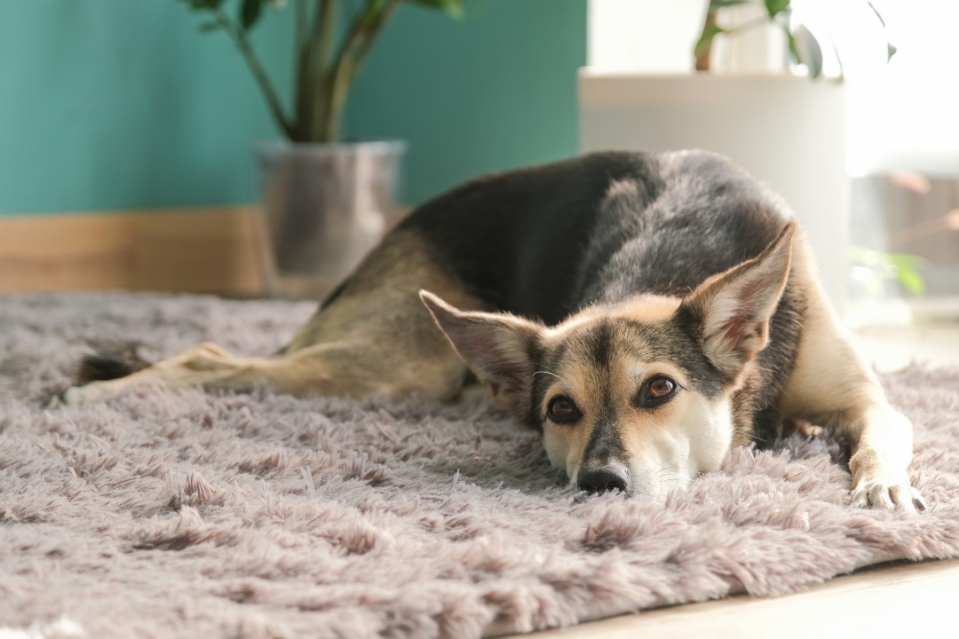 Why Does Pet Odor Keep Coming Back After Carpet Cleaning? - Revive Home Services