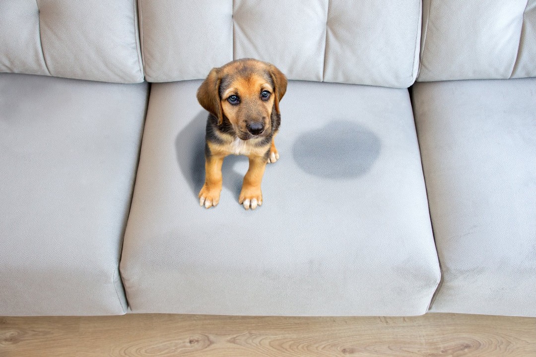 Dog feeling guilty after urinating on couch