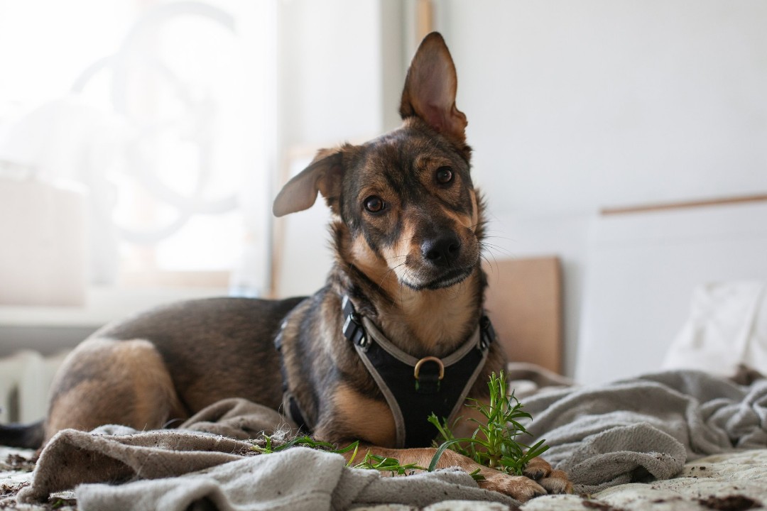 Mischievous dog getting couch dirty